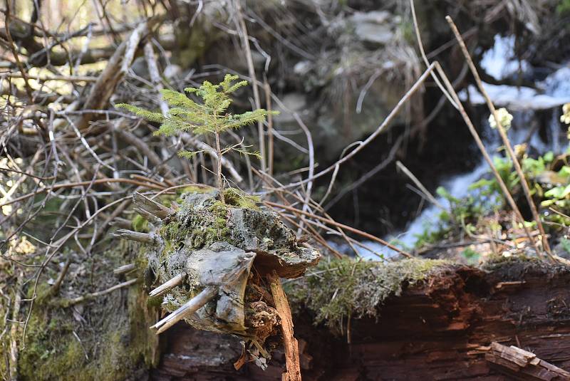 Udělejte si někdy výlet kolem náhonu, který přivádí vodu pro umělý vodopád v Karlově Studánce.