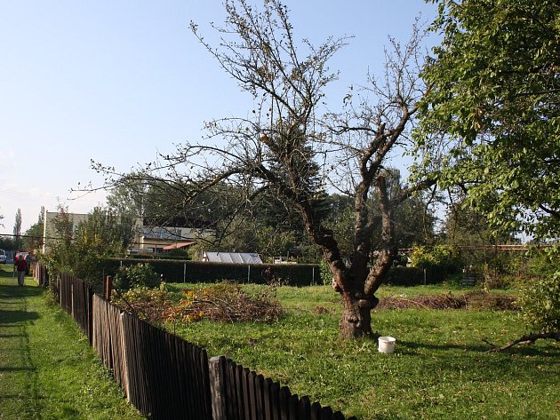 Zahradničení láká i lidi z bytů, řešením je pozemek v kolonii