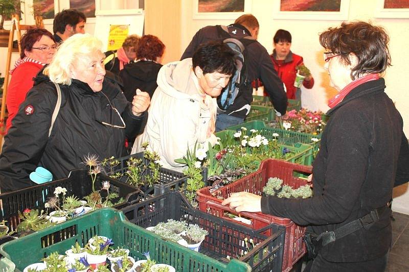 Letos poprvé se konala výstava skalničkářů v aule obchodní akademie v Bruntále, kde je umístěna rovněž stálá expozice nejvýznamnějšího bruntálského malíře Karla Adámka.