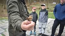 Vítání ptačího zpěvu v Karlově Studánce zahrnuje odchyt, kroužkování a odborný výklad Petra Šaje. Karlova Studánka, 7. května 2022.