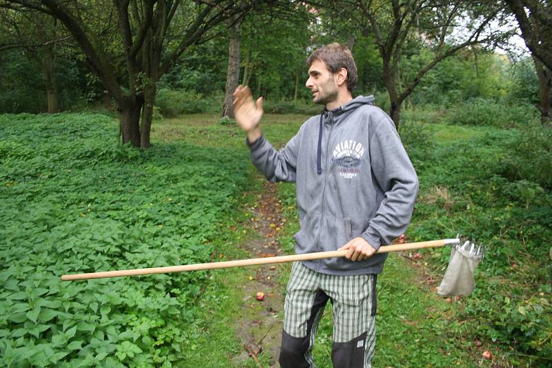 Lukáš Matela ze spolku  Slezské odrůdy bilancuje první sezonu v městském sadu. Už se zde podařilo určit staré odrůdy jabloní Bernské růžové, Croncelské, Spartan, Průsvitné letní, Starkinson, Strýmka a  Malinové hornokrajské