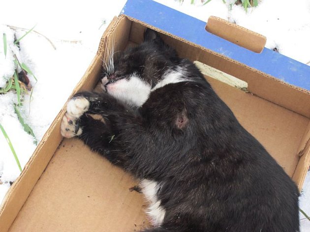 Život kočky domácí, která se zapsala v srdcích majitelů ze Slezských Rudoltic, ukončil neznámý střelec.