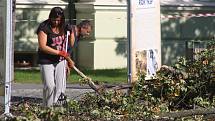 Mohutný javor mezi krnovskou poliklinikou a gymnáziem se podařilo pokácet až na druhý pokus. Ten první překazila porucha jeřábu.