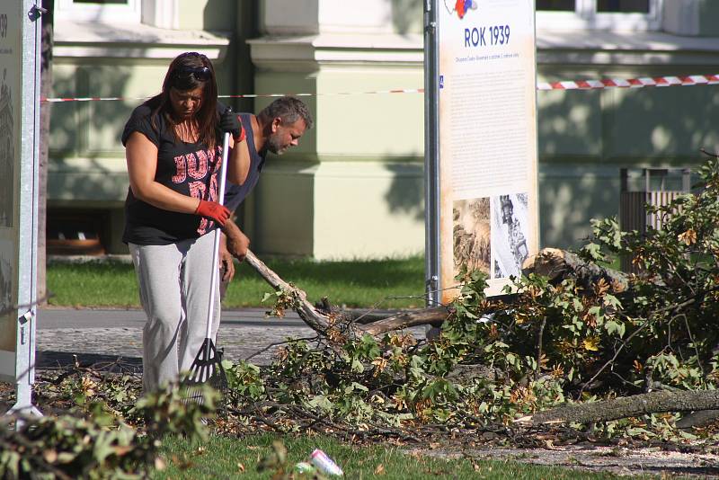 Mohutný javor mezi krnovskou poliklinikou a gymnáziem se podařilo pokácet až na druhý pokus. Ten první překazila porucha jeřábu.