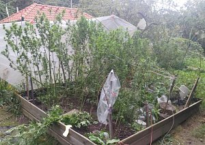 Policie v Bruntálu zajistila desítky rostlin konopí, které si pěstoval a sušil padesátiletý muž doma na zahrádce