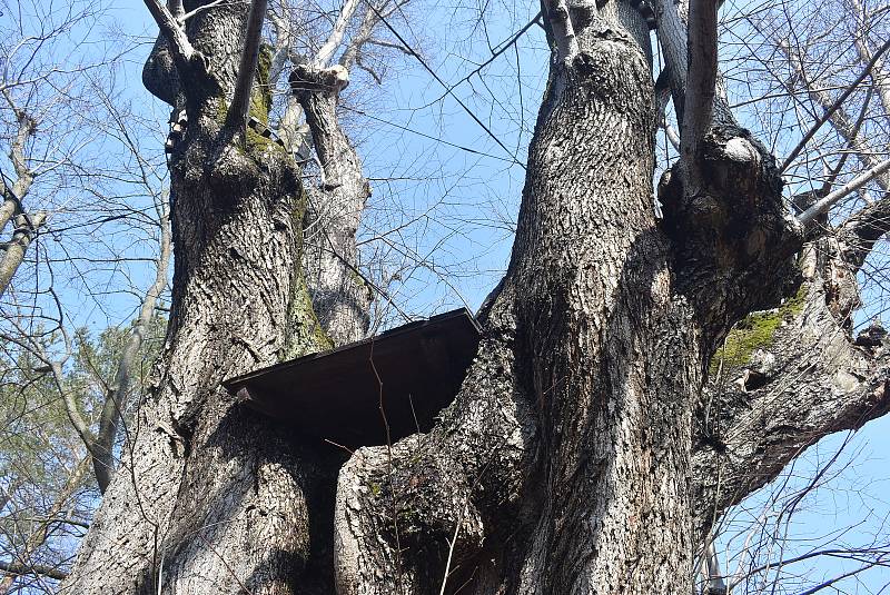 Dolní Moravice má ve svém katastru 14 památných stromů. Lípa Hadí královna je adeptem na nejmohutnější památný strom celého Moravskoslezského kraje.