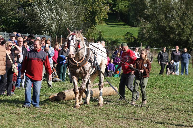 Ctitele koňské krásy čekala  ve Městě Albrechticích podívaná.