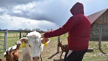 Kozí farma Úvalno je známá pod názvem Šťastné kozy. Chová je totiž rodina Kristýny Šťastné. Každý se může přesvědčit, že zvířata na farmě jsou opravdu šťastná.