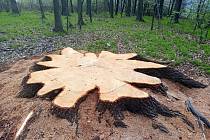 Obří dub u Krnova dnes připomíná už jen pařez. Mimo kořenové náběhy má průměr přes 1,5 metru.