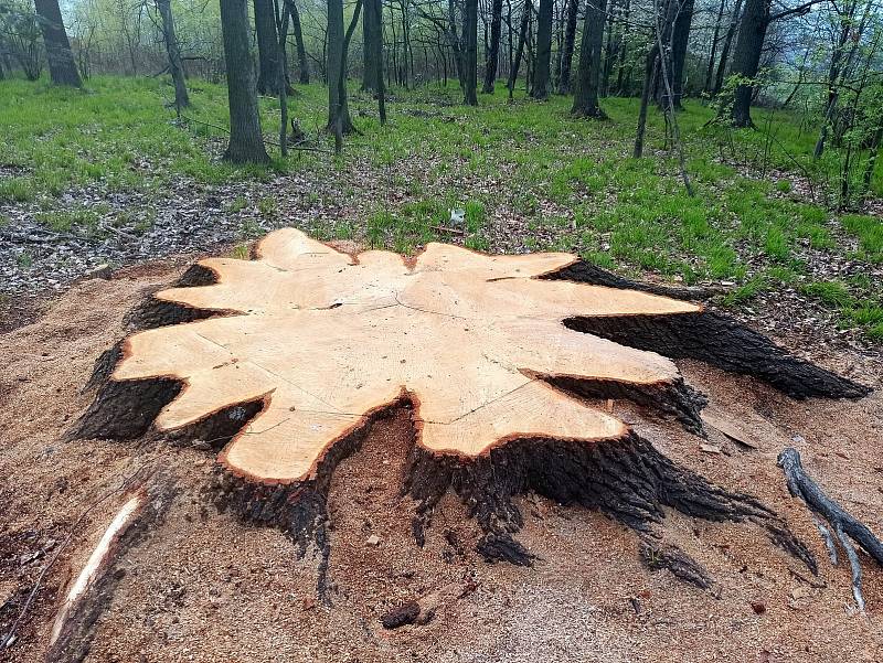 Obří dub u Krnova dnes připomíná už jen pařez. Mimo kořenové náběhy má průměr přes 1,5 metru.