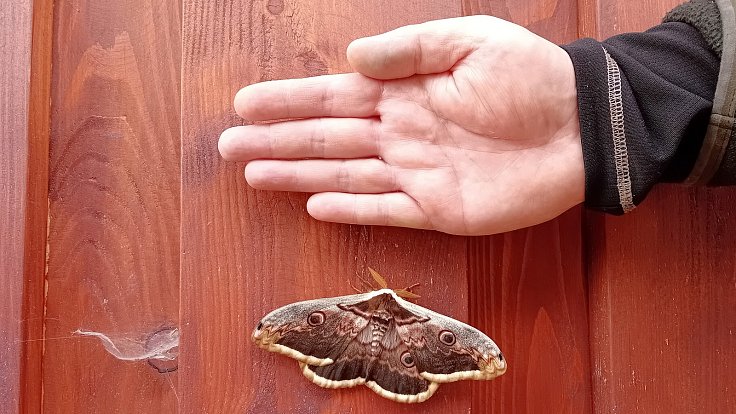 Obřího martináče hrušňového - největšího evropského motýla, objevila na zahradě na Krnovsku desetiletá Anička Krušinová.
