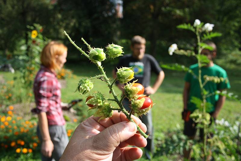 Park albrechtického zámku letos poprvé oživily bylinkové a zeleninové záhony. Alena Křištofová zde návštěvníkům vysvětluje, jaké podoby mohou mít  rajčata. Údiv vyvolávají pichlavá liči rajčata plná ostnů i černé a fialové odrůdy,