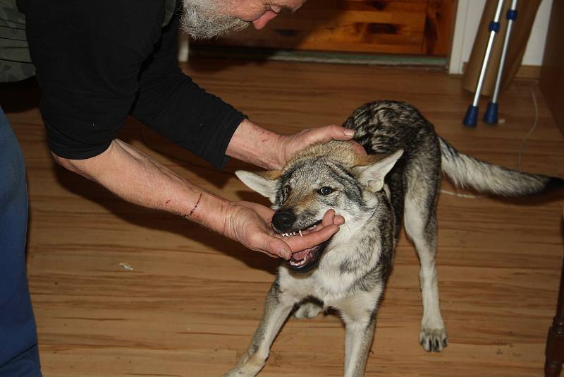 Československý vlčák je plemeno vyšlechtěné křížením psa a vlka. Vyžaduje péči a výcvik zkušeného kynologa.