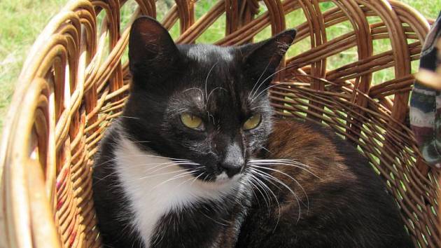 Život kočky domácí, která se zapsala v srdcích majitelů ze Slezských Rudoltic, ukončil neznámý střelec.