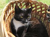 Život kočky domácí, která se zapsala v srdcích majitelů ze Slezských Rudoltic, ukončil neznámý střelec.