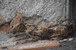 Mumie z půdy domu v Opavici na Krnovsku dostala jméno Čupakabra