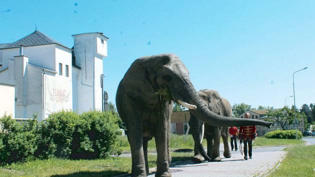 Sloni v Bruntále. Na procházku po Bruntále se pod dozorem svých ošetřovatelů vydala trojice slonů z cirkusu Humberto a zvali na představení.