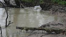 Řeka Lužná den po tom, co bobří hráze protrhla povodeň a voda si vymlela nové koryto. Říjen 2020.