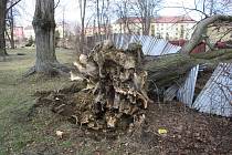 Vítr shazoval elektrické vedení a vyvracel stromy také v Bruntálu. Nejhůř byly zasažený Městský park. Největší lípa se vyvrátila přes plot na hospodu Roští.