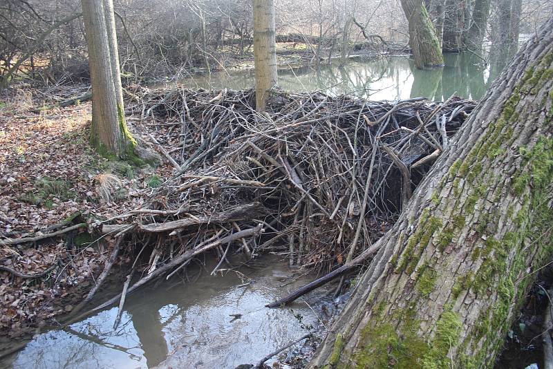 Řeka Lužná u Slezských Rudoltic se začíná měnit. Bobři zde budují hráze, aby zvýšili hloubku vody. Jde o první bobří hráze v okrese Bruntál.