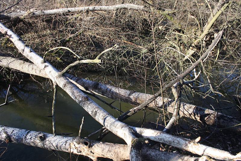 Řeka Lužná u Slezských Rudoltic se začíná měnit. Bobři zde budují hráze, aby zvýšili hloubku vody. Jde o první bobří hráze v okrese Bruntál.