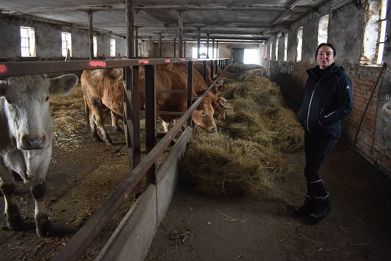 Hovězí z farmy v Jindřichově ve Slezsku není určeno pro obchodní řetězce. Farmářka Andy Franková ho rozváží přímo koncovým zákazníkům.