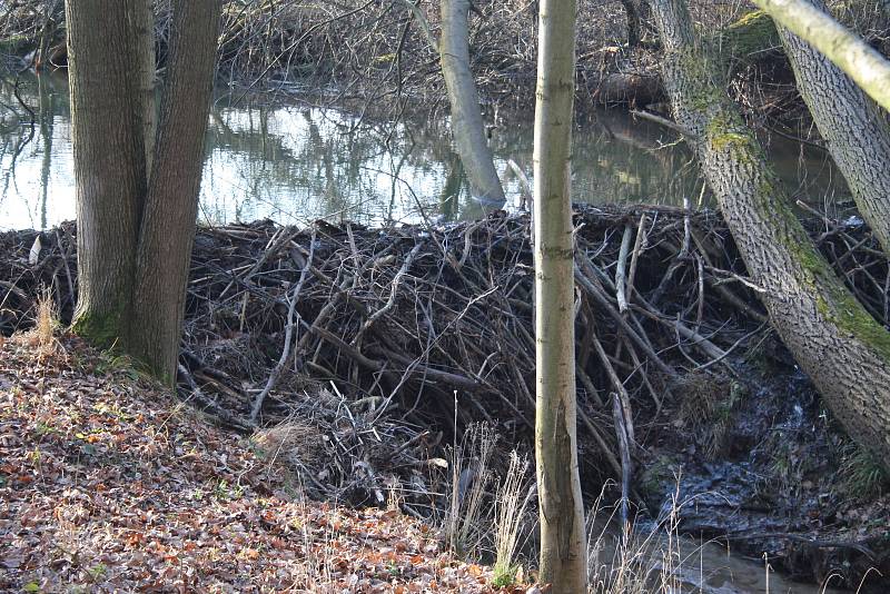 Řeka Lužná u Slezských Rudoltic se začíná měnit. Bobři zde budují hráze, aby zvýšili hloubku vody. Jde o první bobří hráze v okrese Bruntál.