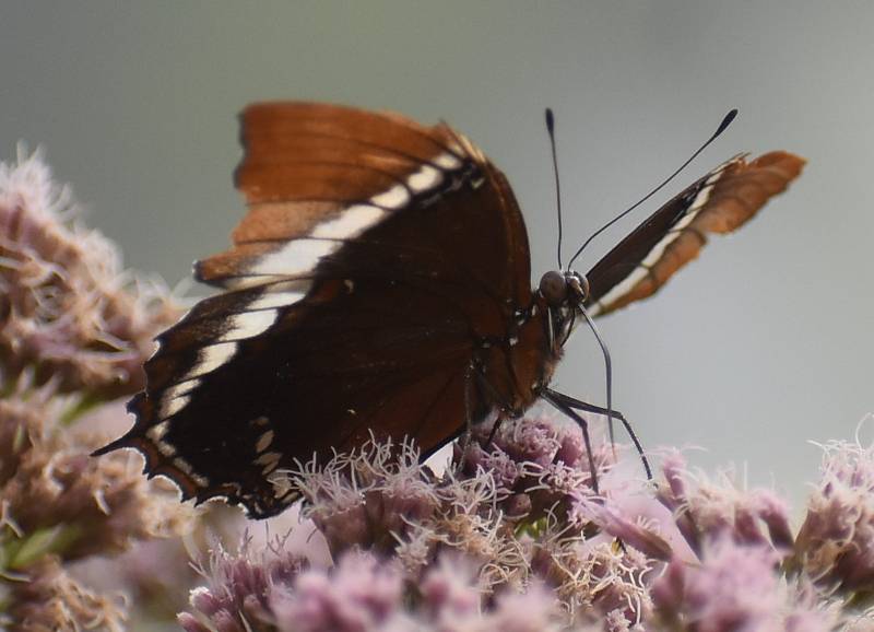 Rudná pod Pradědem, okres Bruntál, výstava živých exotických motýlů, září 2022.