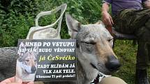 Československý vlčák je plemeno vyšlechtěné křížením psa a vlka. Vyžaduje péči a výcvik zkušeného kynologa.