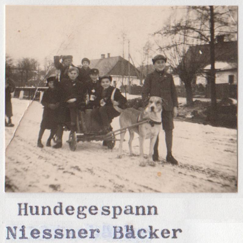 Třetí případ psího potahu byl zaznamenán v Lichnově. Svého psa tam za války zapřahal do vozíku pekař Niessner. Foto: archiv Jana Gemely