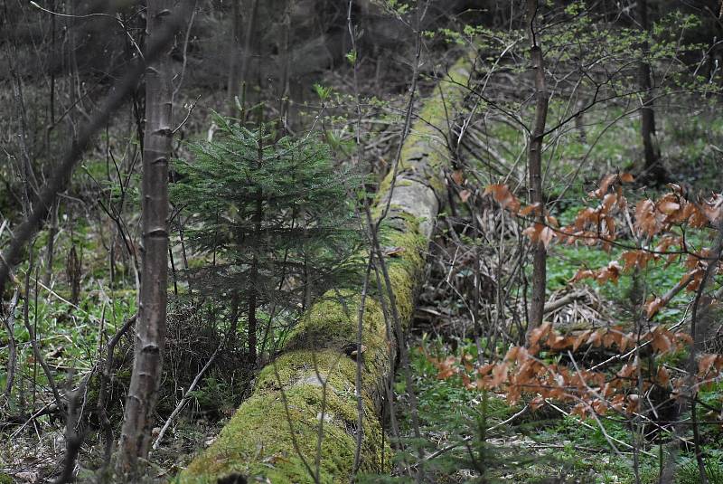 Vítání ptačího zpěvu v Karlově Studánce zahrnuje odchyt, kroužkování a odborný výklad Petra Šaje. Karlova Studánka, 7. května 2022.