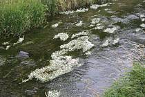 Hladinu řeky Opavice v těchto dnech pokryly tisíce bílých květů lakušníku vzplývavého, který je příbuzným pryskyřníků.