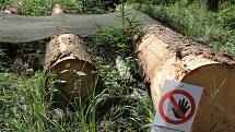 Lesy na Bruntálsku jsou v rámci celé republiky v roce 2016 nejvíce postiženy suchem a napadá je kůrovec, hrozí napadení houbou václavkou. 