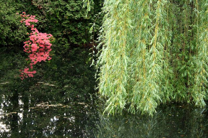 CHÁŘOVSKÝ PARK se v těchto dnech proměnil v romantickou rajskou zahradu plnou kvetoucích rododendronů a azalek, které hýří všemi barvami. Taková krása je zde k vidění jen pár týdnů v roce.