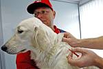Čipování psa se provádí ve veterinární ordinaci. Čip se zavede psovi pod kůži pomocí duté jehly.