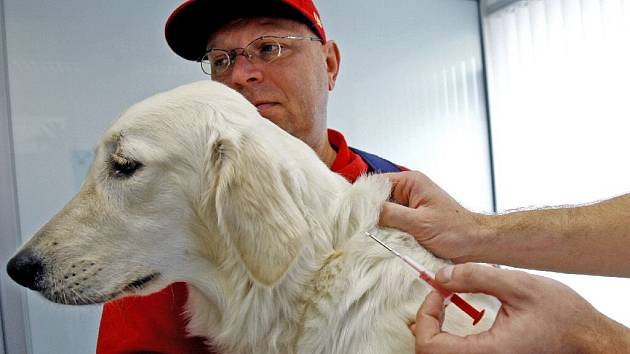 Čipování psa se provádí ve veterinární ordinaci. Čip se zavede psovi pod kůži pomocí duté jehly.