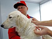 Čipování psa se provádí ve veterinární ordinaci. Čip se zavede psovi pod kůži pomocí duté jehly.