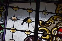Ptáci jsou v holčovickém kostele jako doma. Našli si cestu dovnitř, když z poškozených vitráží vypadlo pár sklíček. Noc kostelů červen 2023