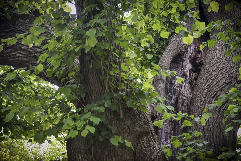 Sousedé se sešli pod tisíciletou Janovskou lípou, aby ji podpořili v soutěži Strom roku.