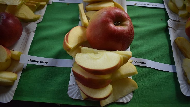 Krnovské slavnosti jablka provází pěstitelská výstava i ochutnávka moderních odrůd a světových novinek. Odrůdu Honeycrisp návštěvníci ochutnali poprvé v životě. Říjen 2023