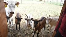 Kozí farma Úvalno je známá pod názvem Šťastné kozy. Chová je totiž rodina Kristýny Šťastné. Každý se může přesvědčit, že zvířata na farmě jsou opravdu šťastná.