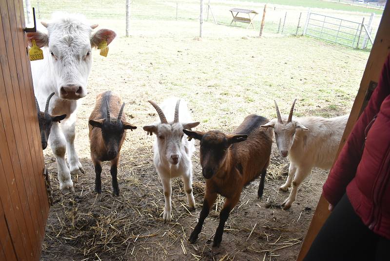 Kozí farma Úvalno je známá pod názvem Šťastné kozy. Chová je totiž rodina Kristýny Šťastné. Každý se může přesvědčit, že zvířata na farmě jsou opravdu šťastná.