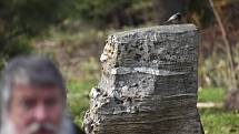 Vítání ptačího zpěvu v Karlově Studánce se zoologem Petrem Šajem.