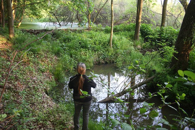 Bobří hráze u Slezských Rudoltic, po intenzivních deštích v květnu 2019.