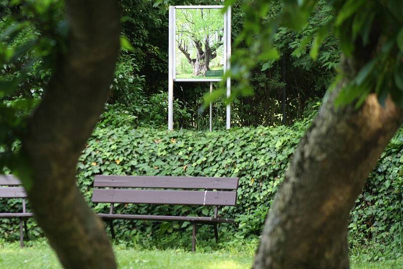 Výstava Nejmohutnější památné stromy ČR byla v Krnově instalována přímo do zahrady mezi stromy. Ukazuje staleté velikány na fotografiích Pavla Hössla a na kresbách zesnulého malíře Jaroslava Turka.