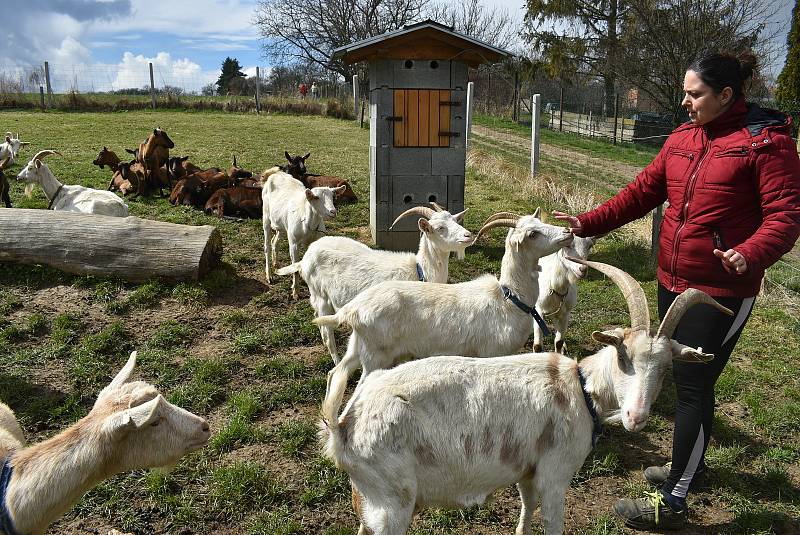 Kozí farma Úvalno je známá pod názvem Šťastné kozy. Chová je totiž rodina Kristýny Šťastné. Každý se může přesvědčit, že zvířata na farmě jsou opravdu šťastná.