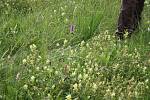 Kokrhel jako částečný parazit  potlačuje růst trávy, ale  kvetoucím rostlinám neškodí.  Zástupci olomoucké univerzity na loukách kolem Krnova testují, jak toho využít při ochraně vzácných druhů rostlin.