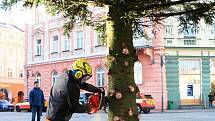 Na krnovském náměstí byl vztyčen třináctimetrový smrk, který městu daroval Jiří Závacký z Láryšova jako vánoční strom. Slavnostní rozsvícení proběhne 3. prosince.