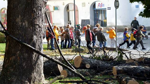 Javor klen před krnovským gymnáziem rostl přes osmdesát let. Dnes už tam není, včera ho skáceli dřevorubci.