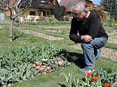 Petr Masopust se skalkovými tulipány, které sám vypiplal v zahrádkářské osadě Mexiko v Mezině.